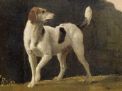 a-foxhound-george-stubbs